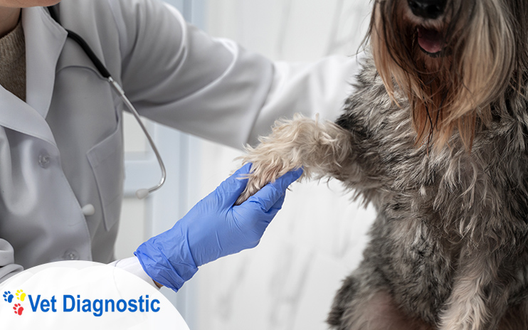 Vet Diagnostic si-a eficientizat activitatea de distributie folosind sistemele integrate ERP, SFA, BI si B2B ecommerce