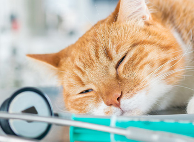 imagine-preview-comunicat-vet-diagnostic