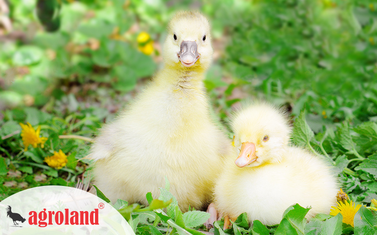 Agroland implementare sistem software erp si e-commerce b2b romania