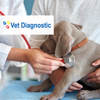 Vet Diagnostic a crescut numarul de comenzi expediate zilnic cu ajutorul portalului B2B preview