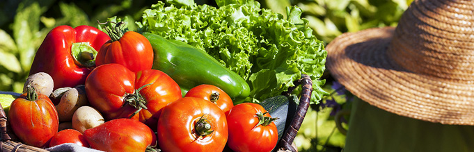 implementarea sistemelor erp wms bi b2b b2c in cadrul retailerului agroland